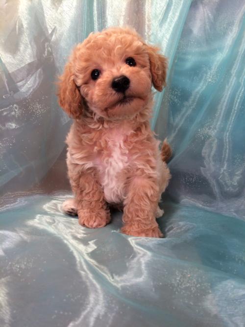 Male Apricot Bichon Poodle Puppy for Sale DOB 1-22-2016 $875